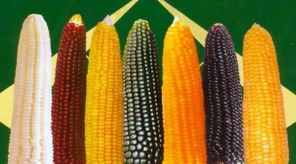 农产品检测：转基因玉米测试步骤