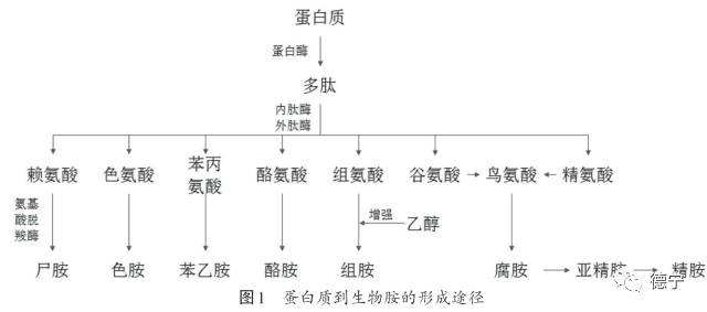 样品中生物胺的测定
