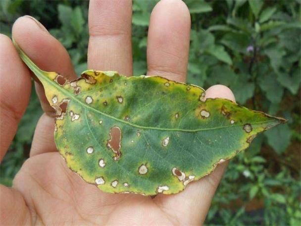 忻州动植物病虫害检验